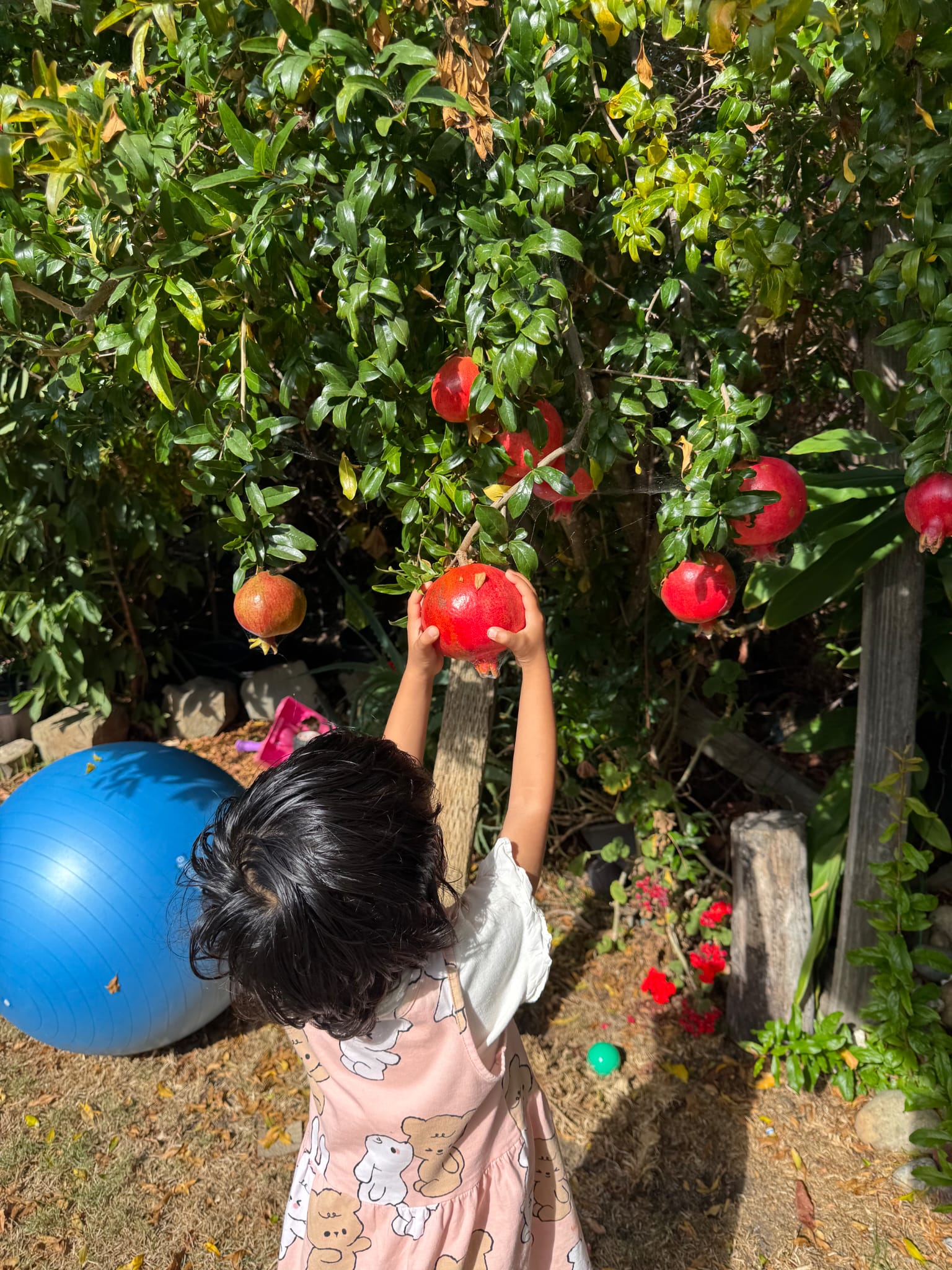 Child picking pomegranates from the tree